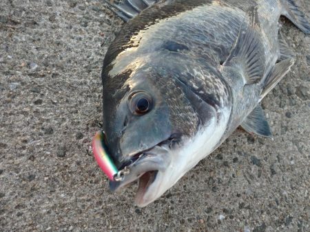 トップゲーム!!