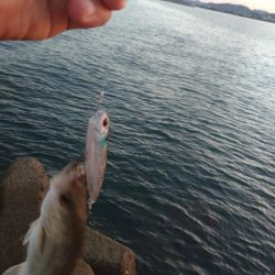 早朝トップゲーム!!