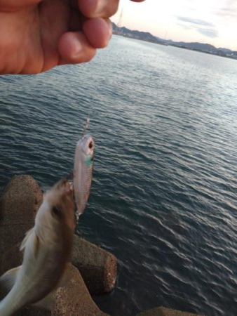 早朝トップゲーム!!