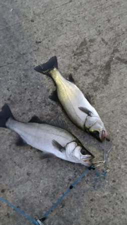 少なくなってきました