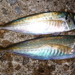 日本海エギング釣行