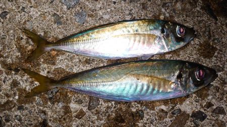 日本海エギング釣行