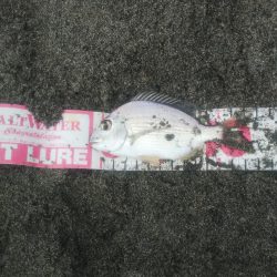 かわいいキビレ