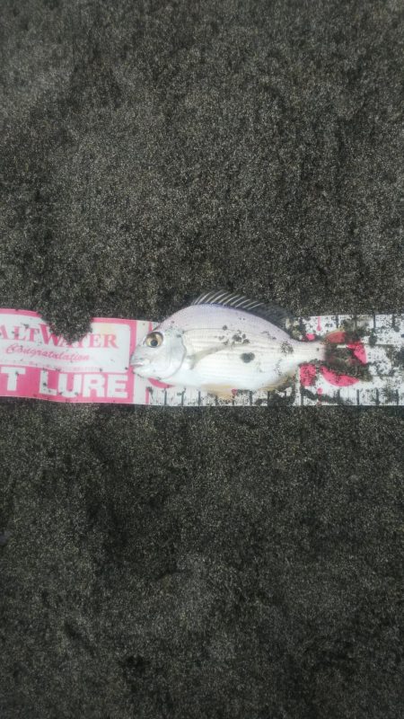 かわいいキビレ