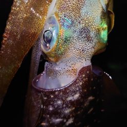 明石エギング釣行