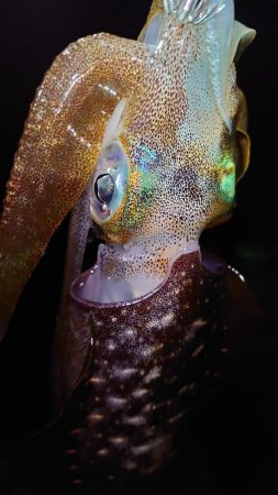 明石エギング釣行