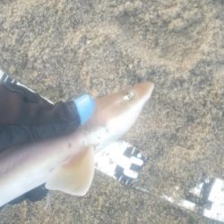 シャーク！！！