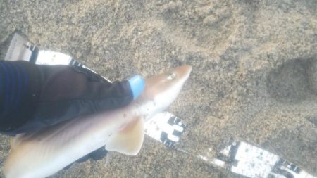 シャーク！！！