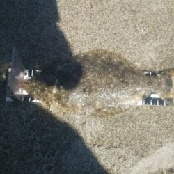 ショアジギでアジ