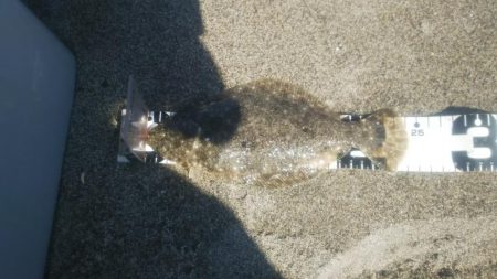 ショアジギでアジ