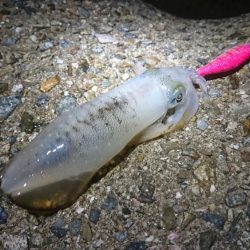 まだコロッケサイズ