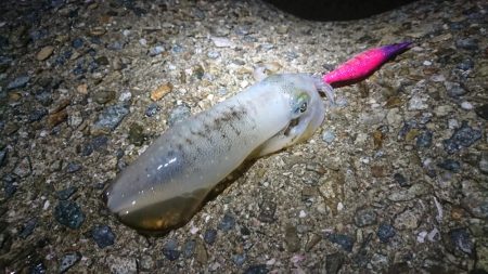 まだコロッケサイズ