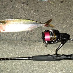 ショアジギ、シーバス、エギング
