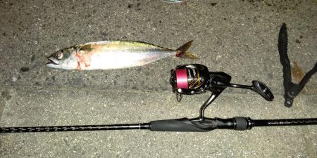 ショアジギ、シーバス、エギング