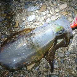 雨の中のアオリイカ