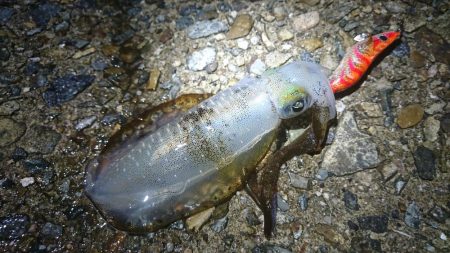 雨の中のアオリイカ