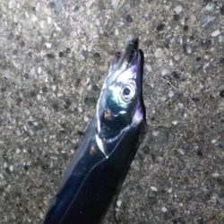 タチウオ2  ガシラ10  タケノコ1  サバ10