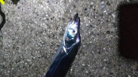 タチウオ2  ガシラ10  タケノコ1  サバ10