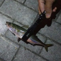 ガシラ5  中サバ6