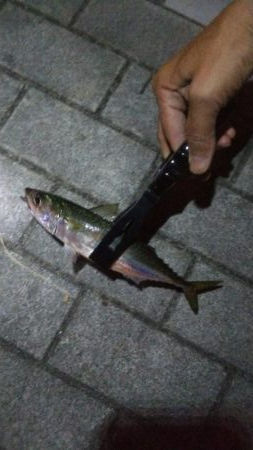 ガシラ5  中サバ6