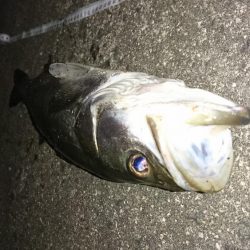 3バイト1キャッチ