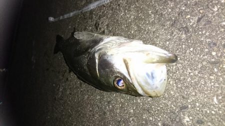 3バイト1キャッチ