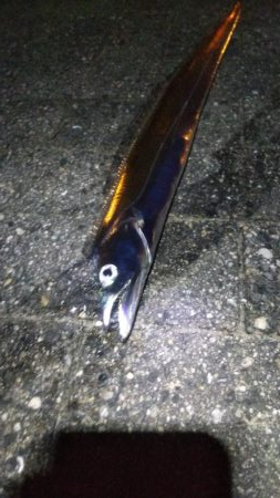 タチウオ2   ガシラ12   中サバ3