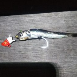 ガシラ20  イワシ5  サバ3