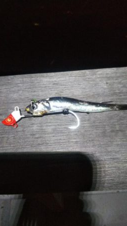 ガシラ20  イワシ5  サバ3