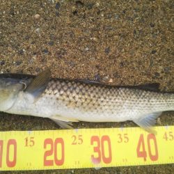 チヌ狙いサヨリ後サゴシ