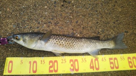 チヌ狙いサヨリ後サゴシ