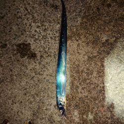 ショアジギング、太刀魚浮き