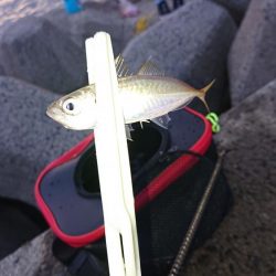 イワシ、サバ、アジ。