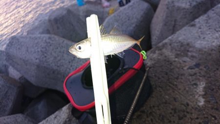 イワシ、サバ、アジ。