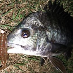 釣れそうな場所を探してみる