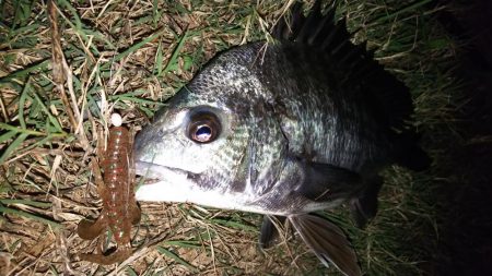 釣れそうな場所を探してみる