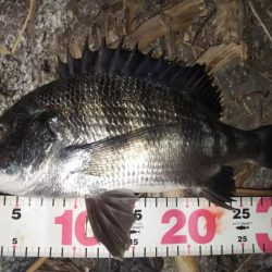 仲間をチニングに招待