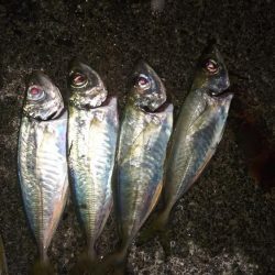 少しサイズアップ?