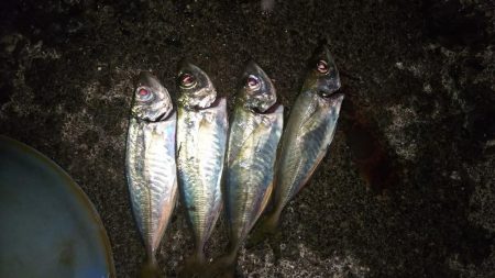 少しサイズアップ?