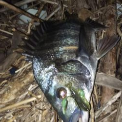 繊細なチニング