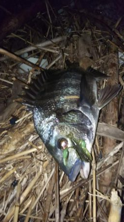 繊細なチニング