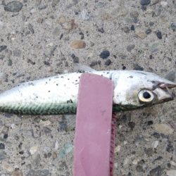 中アジ完全に抜けた！？