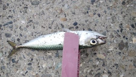 中アジ完全に抜けた！？