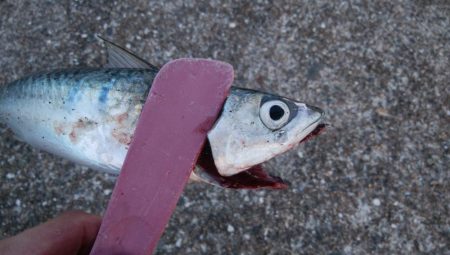 タチウオ調査後サバゲー