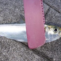 南港タチウオ調査開始