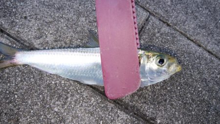 南港タチウオ調査開始