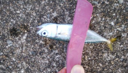 タチウオ調査後さばさばさばさば