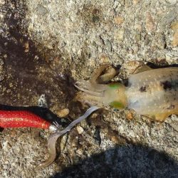 新子エギング！40杯オーバー