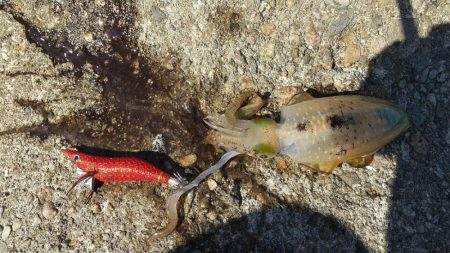 新子エギング！40杯オーバー