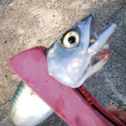 タチウオ調査のちサバゲー